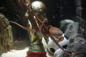 หมึกพอล